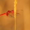 Vazka cervena - Crocothemis erythraea 1835